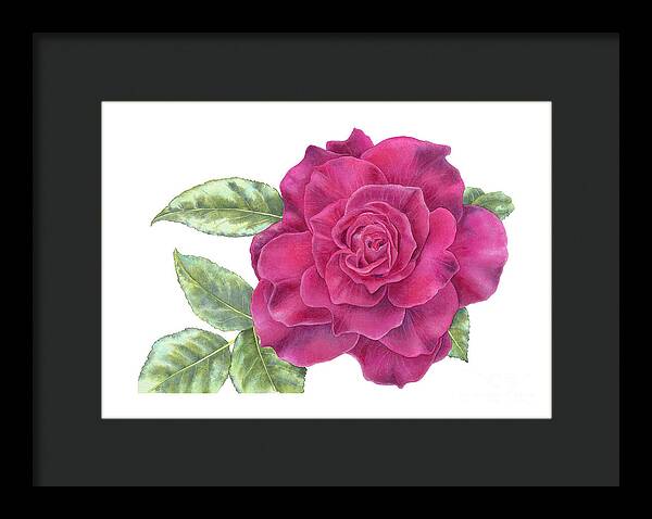 Purple Rose - Framed Print