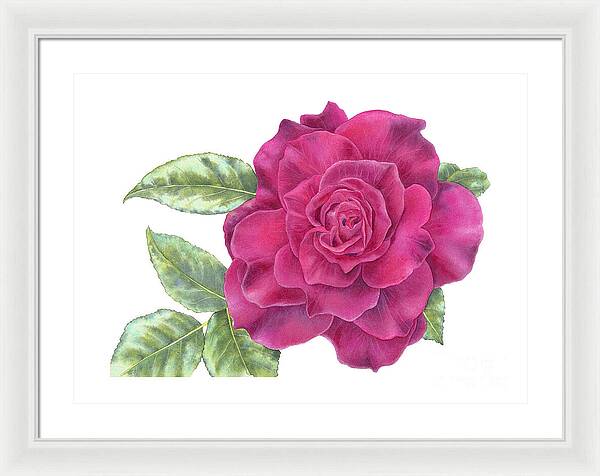 Purple Rose - Framed Print