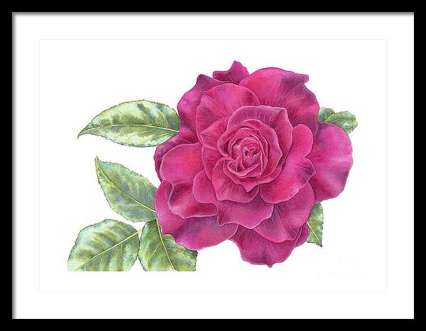 Purple Rose - Framed Print