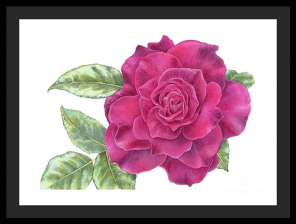 Purple Rose - Framed Print