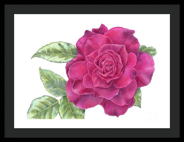 Purple Rose - Framed Print