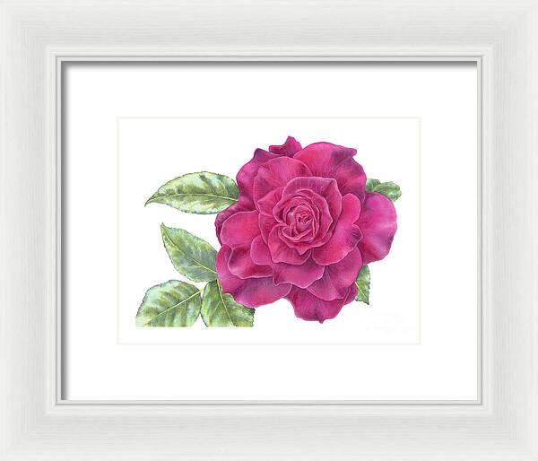 Purple Rose - Framed Print