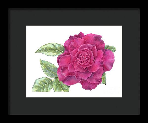 Purple Rose - Framed Print