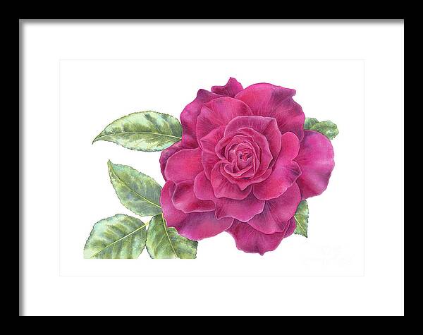 Purple Rose - Framed Print