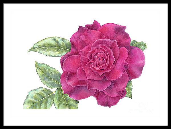 Purple Rose - Framed Print