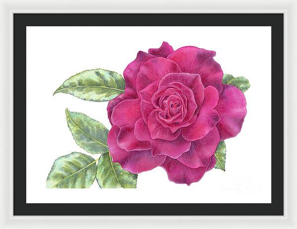 Purple Rose - Framed Print