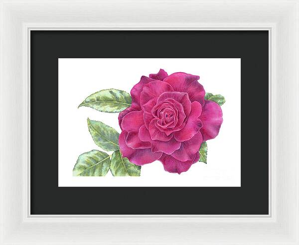 Purple Rose - Framed Print