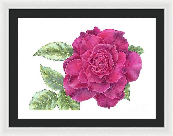 Purple Rose - Framed Print